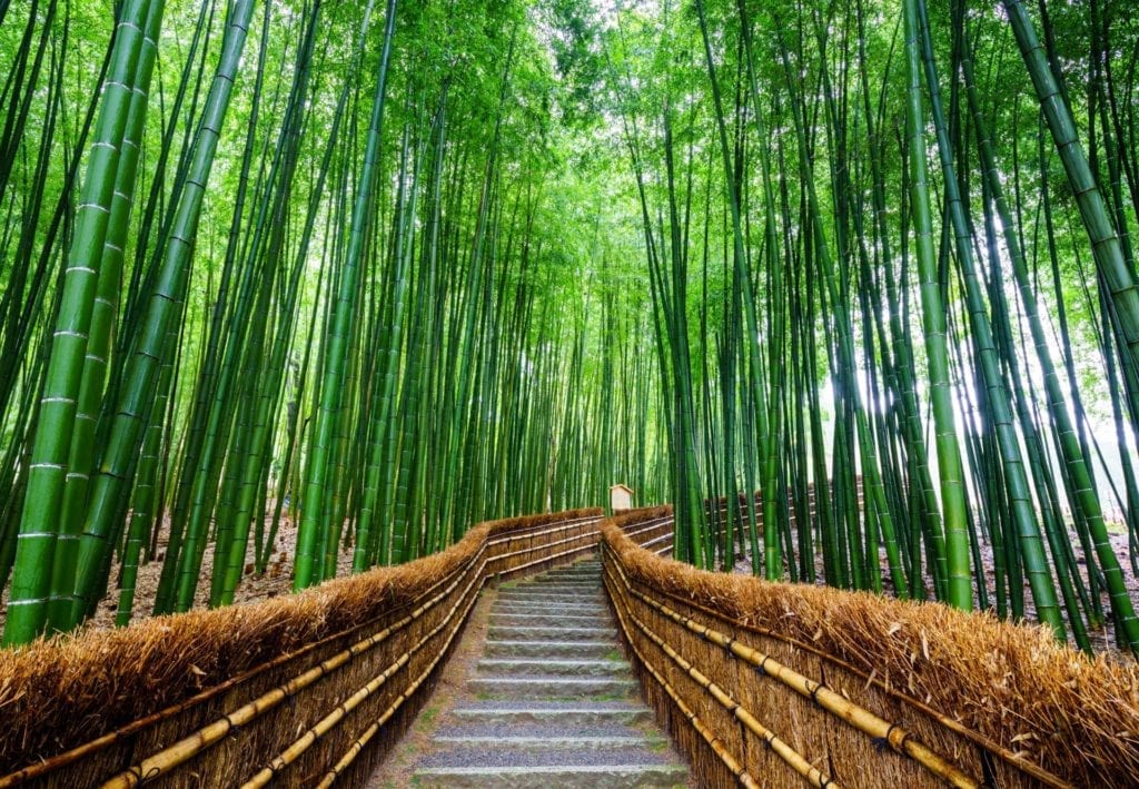 Sagano Bamboo Grove