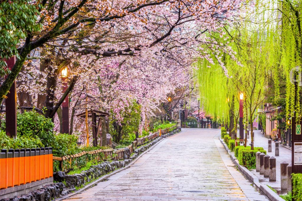 Gion Shirakawa With Cherry Blossoms In The Spring, Kyoto