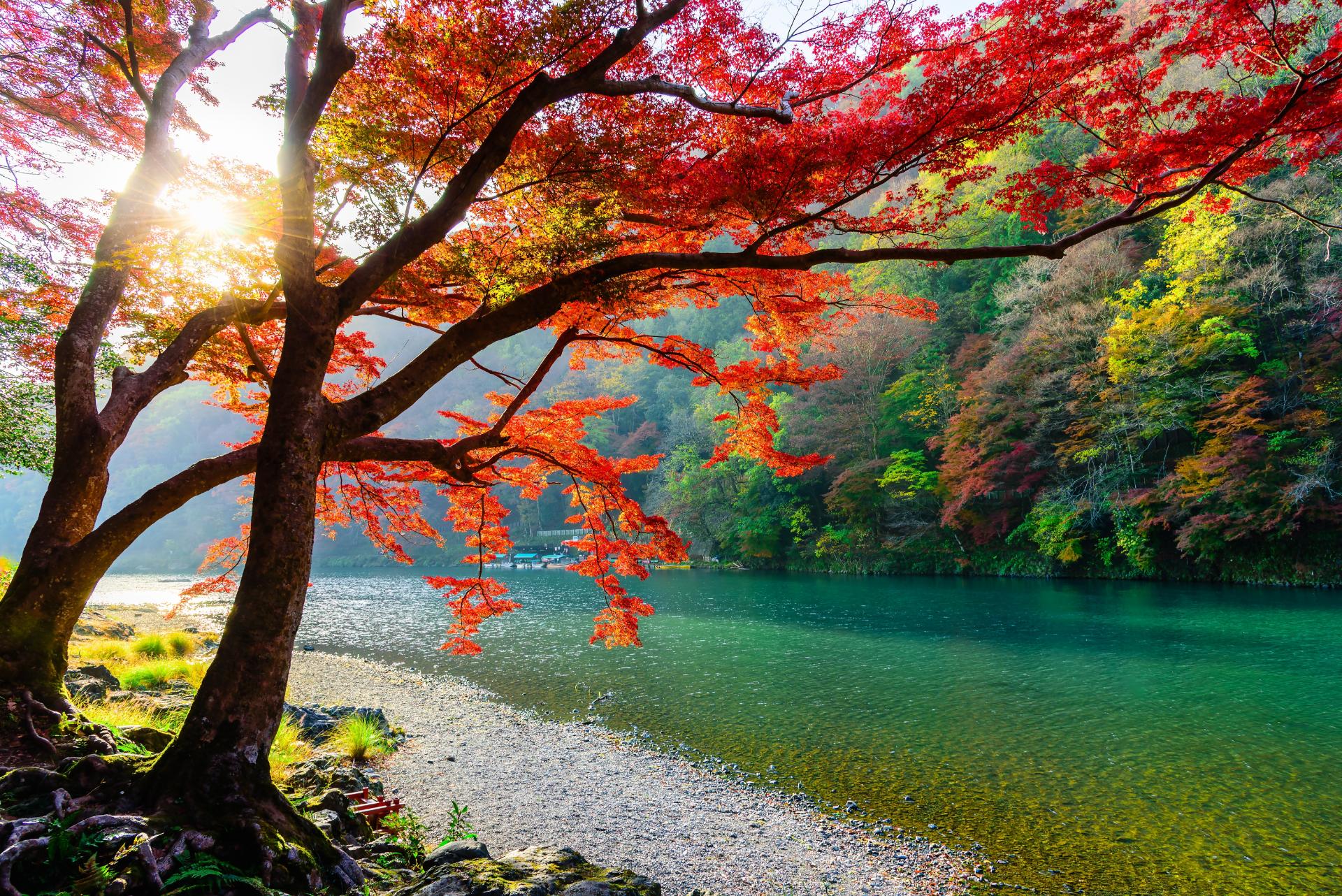 Arashiyama In The Autumn Season Along The River, Kyoto