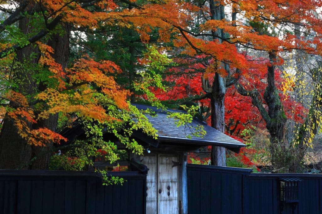 Kakunodate In Akita Prefecture, Autumn Leaves